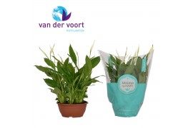 Spathiphyllum chopin 10+ - Hoes