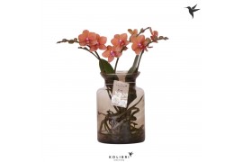 Phalaenopsis oranje Kolibri Orchids Phalaenopsis Roots orange in glas 