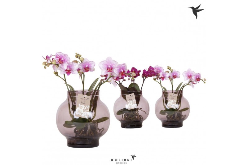 Phalaenopsis mix Kolibri Orchids Phalaenopsis Roots mix in glas bowl l 