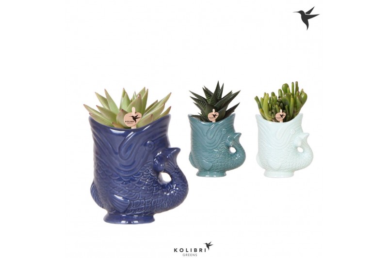 Succulenten mix Kolibri Greens Succulenten mix in Fish pot blue mix1 p 