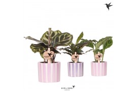 Calathea mix Kolibri Greens Calathea mix in Painted Stripe pot pink mi