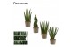 Sansevieria cylindrica Mix 9cm Decorum 