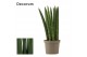 Sansevieria cylindrica Straight 9cm Decorum 
