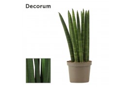 Sansevieria cylindrica Straight 9cm Decorum