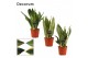 Sansevieria trifasciata Mix 12cm Decorum 
