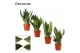 Sansevieria trifasciata Mix 12cm Decorum 