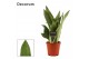 Sansevieria trifasciata moonshine Moonshine 12cm Decorum 