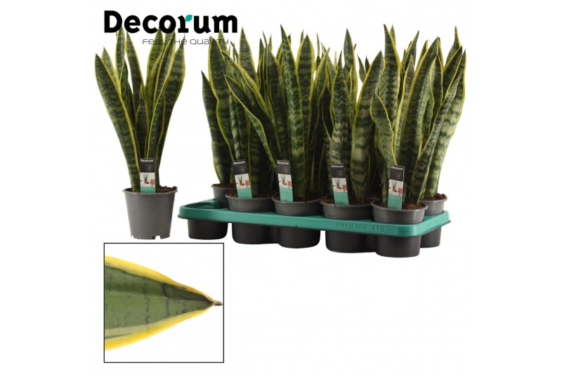 Sansevieria trifasciata laurentii 12cm Decorum 