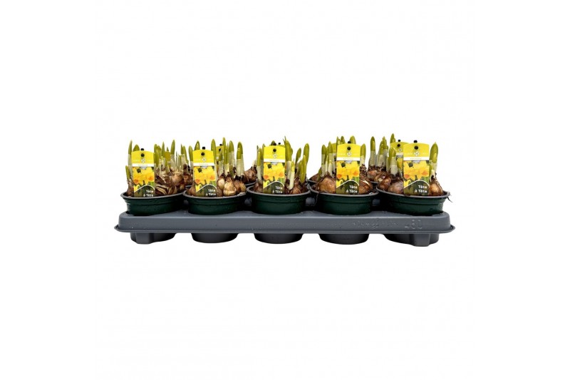 Narcissus tete a tete Narcis Tete-a-Tete pot vol per pot 