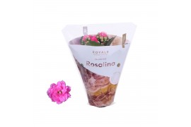 Kalanchoe rosalina roze royale Royale Nando roze