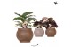 Calathea mix Kolibri Greens Calathea mix in Ancient pot brown mix1 pp 