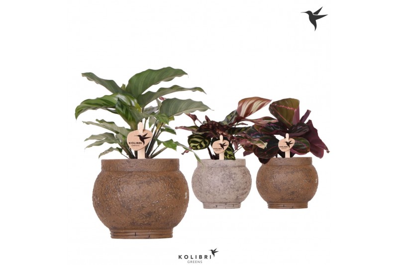 Calathea mix Kolibri Greens Calathea mix in Ancient pot brown mix1 pp 