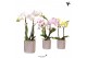 Phalaenopsis mix Kolibri Orchids Phalaenopsis mix 2 spike in Diamond p 
