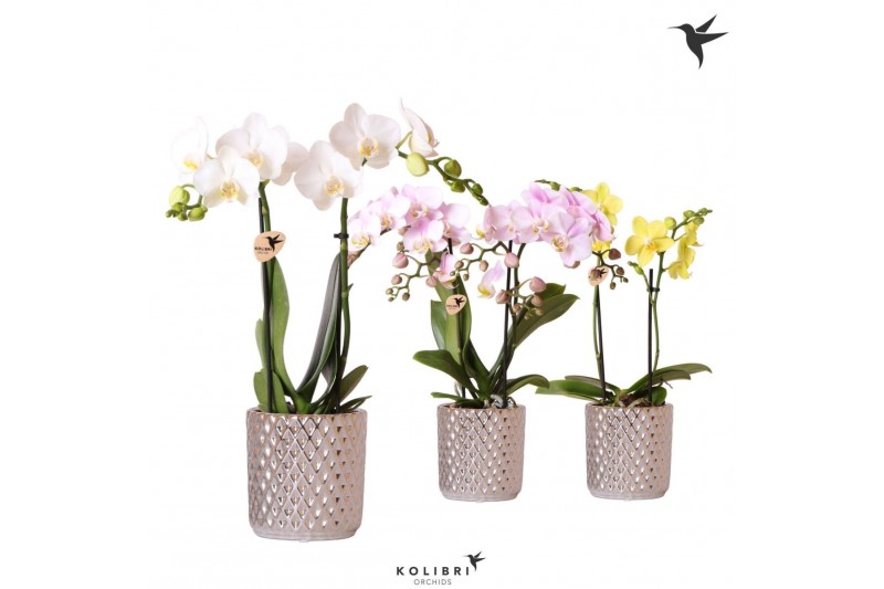 Phalaenopsis mix Kolibri Orchids Phalaenopsis mix 2 spike in Diamond p 