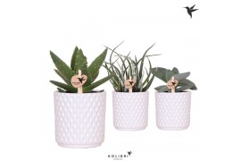 Succulenten mix Kolibri Greens Succulenten mix in Diamond pot white1 p