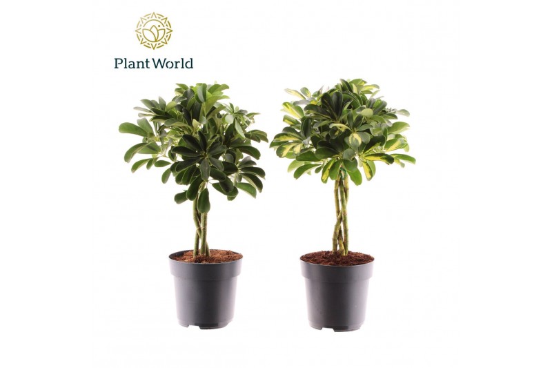 Schefflera arboricola Schefflera vlecht mix (Gold Capella & Compacta)  