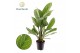 Aglaonema stripes Aglaonema Stripes 2 pp 