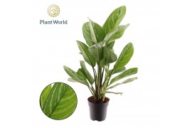 Aglaonema stripes Aglaonema Stripes 2 pp