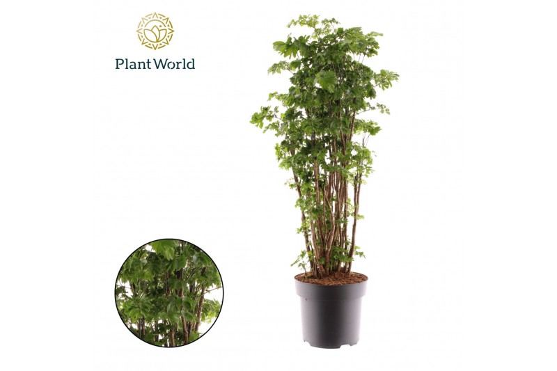 Polycias roble Polyscias Roble vertakt 1 pp 