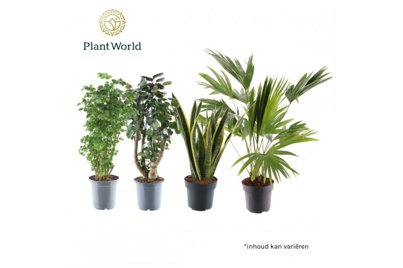 Kamerplanten mix Groenmix Hawaii (diverse soorten) 1 pp 