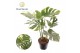 Monstera deliciosa thai constellation Monstera Thai Constellation 1 pp 