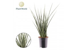 Sansevieria Sansevieria Digitorum