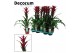 Guzmania switch Guzmania Switch (Decorum) 1 bl. 