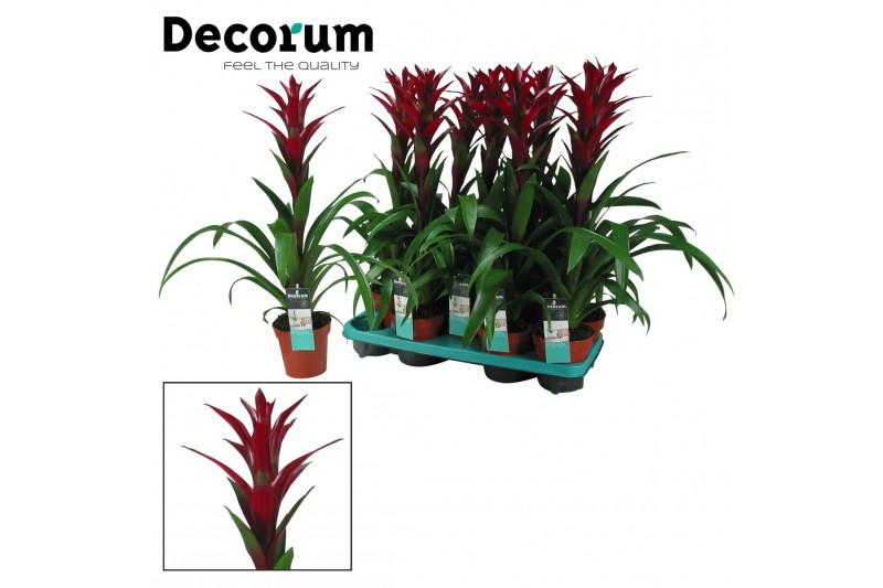 Guzmania switch Guzmania Switch (Decorum) 1 bl. 