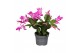 Schlumbergera dark eva Purple (Purple Dancer) met hoes - Deco 30 bl. 