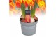 Tulipa flair Tulp Flair 5 per pot 