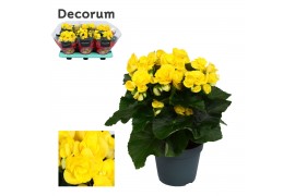 Begonia elatior du. rebecca geel Begonia rebecca geel Decorumpp