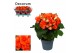 Begonia elatior du. reina oranje Begonia reina oranje Decorumpp 