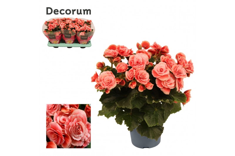 Begonia elatior du. borias Begonia borias 13 cm Decorum1 pp 