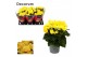 Begonia elatior du. rebecca geel Begonia rebecca geel 13cm Decorumpp 