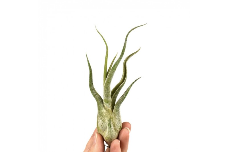 Tillandsia tillandsia caput medusa1 bl. 