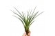 Tillandsia melanocrater 101594 tillandsia melanocrater1 bl. 