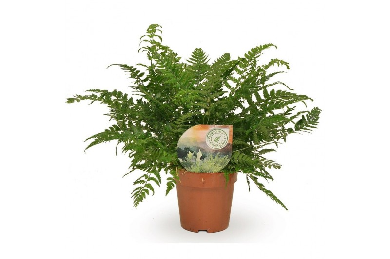 Polystichum tsussimense Polystichum tsussimense / Athyrium 