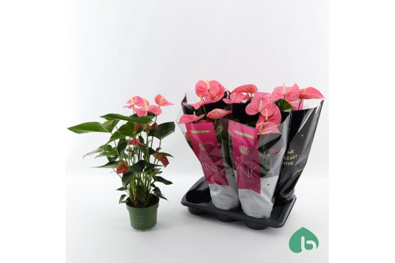 Anthurium andr. pink royal 