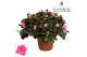 Rhododendron simsii roze Azalea Flandresse® roze 22 - 25 cmcm diameter 