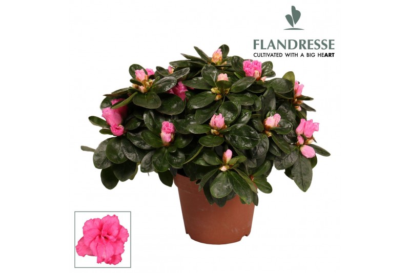 Rhododendron simsii roze Azalea Flandresse® roze 22 - 25 cmcm diameter 