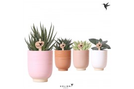 Succulenten mix Kolibri Greens Succulent mix in Glazed pot mix1 pp