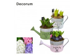 Arrangementen hyacinthus Hyacint Gieter MAXI HL19953 [LOVELY COLORS] 3