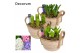 Arrangementen hyacinthus Hyacint Mand met Hengsels HL13783 [PURE] 5 pp 
