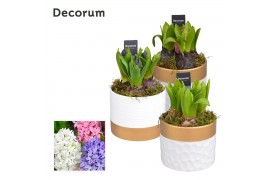 Arrangementen hyacinthus Hyacint Wit Goud Keramiek HL13220 [PURE] 3 pp