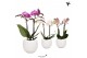 Phalaenopsis mix Kolibri Orchids Phalaenopsis mix 2 spike in Bowl pot1 