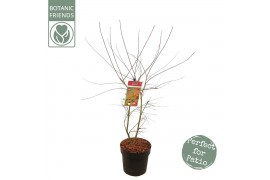 Acer palmatum beni-maiko Acer palm. Beni-maiko