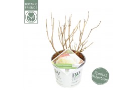 Hydrangea arborescens incrediball Hydrangea arbo. Strong Annabelle®