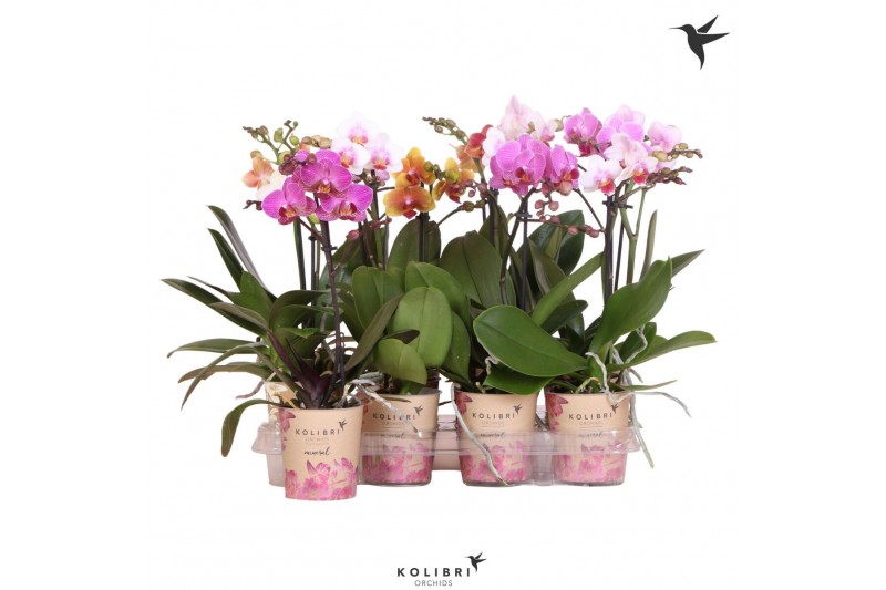Phalaenopsis multiflora Kolibri Orchids Phalaenopsis Mix 1 spikebl.  t 