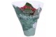 Kalanchoe rosalina don justino rood 
