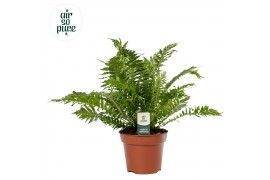 Blechnum silver lady Blechnum Silver Lady - Air So Pure
